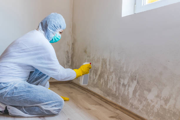 Licensed Black Mold Removal service in Boerne, TX - WQB Mold Removal