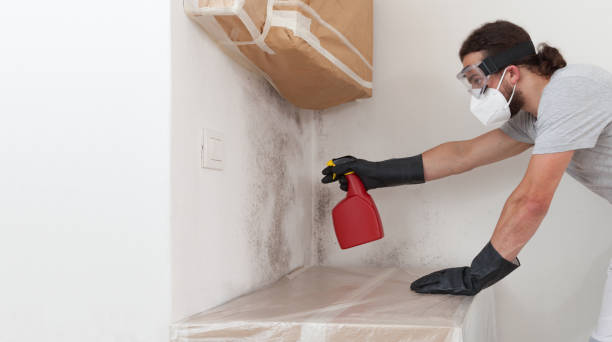 Professional Black Mold Removal technician working in Boerne, TX