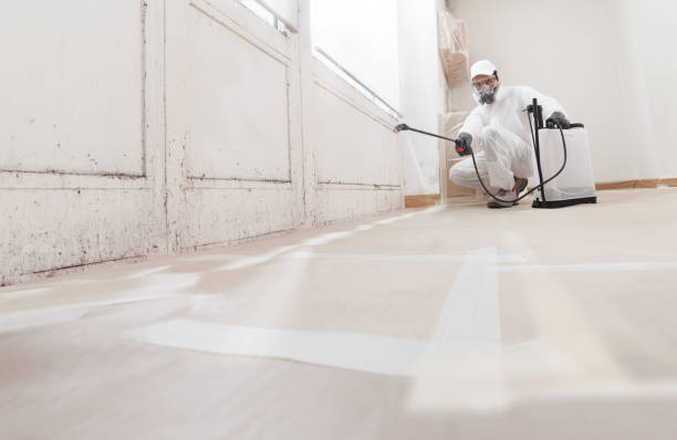 24/7 Emergency Black Mold Removal experts in Boerne, TX