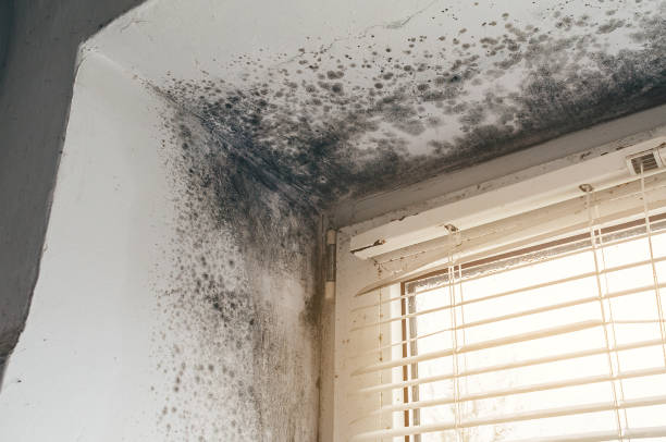 Affordable Black Mold Removal solutions in Boerne, TX